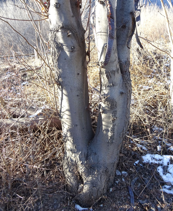 Gleditsia triacanthos var. inermis - Fabaceae